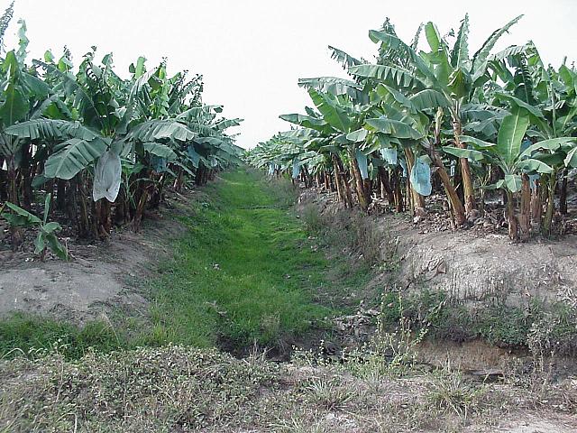 Banana Plantation.jpg