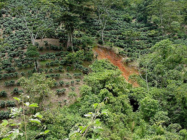 Coffee growing on the hillside.jpg