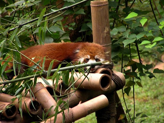 E) The red panda.JPG