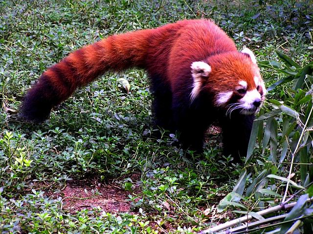 F) Red Panda.JPG