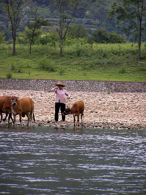 K) Watering the family cows.JPG