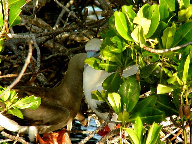 Los Aves - male and female red-footed boobies.jpg