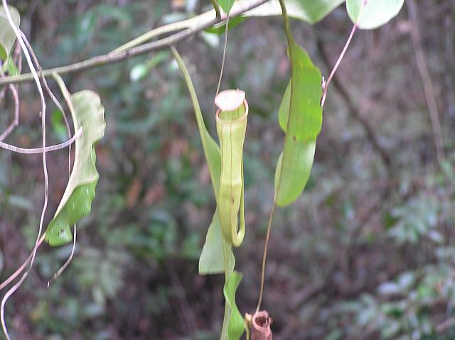 F) Pitcher Plant.jpg