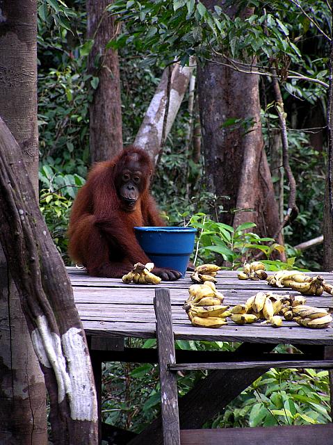 G) Baby at Leakey feeding station.jpg