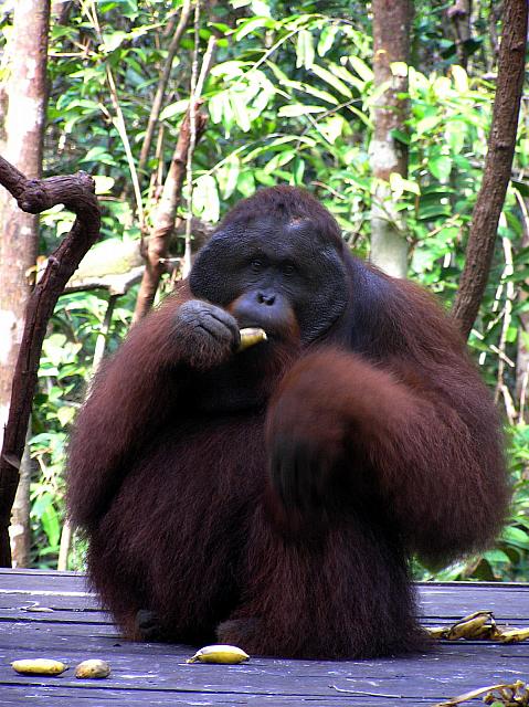 J) Gelombang at Losaki feeding station.jpg