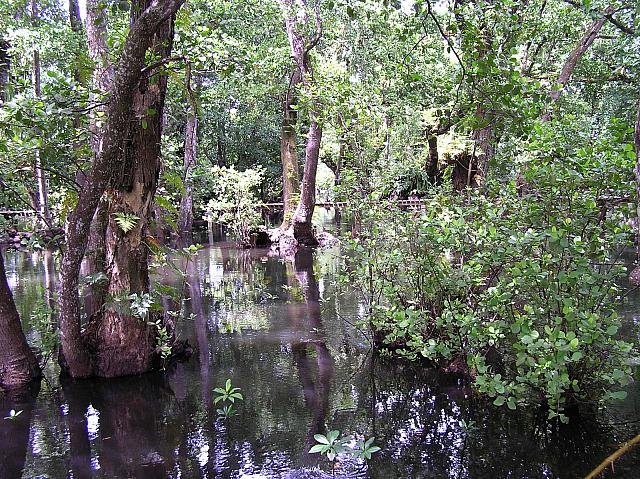 C) Treelodge swamp #2.jpg