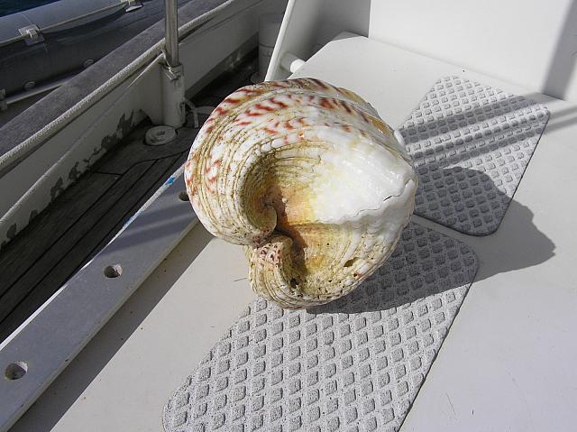 discovered clam shell.jpg