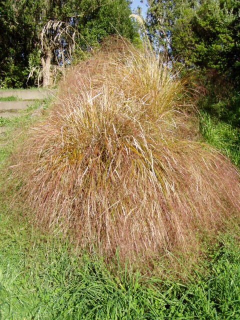 006 C Red Tussock growing Near Suspension Bridge.jpg