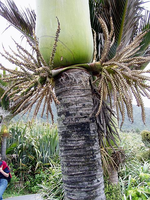 C) Detail of how the Nikau Palm grows.jpg