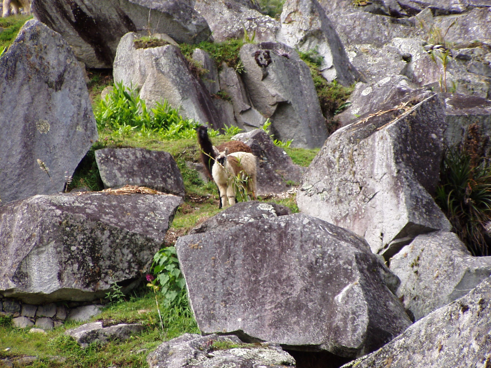 Machu Picchu 13.JPG