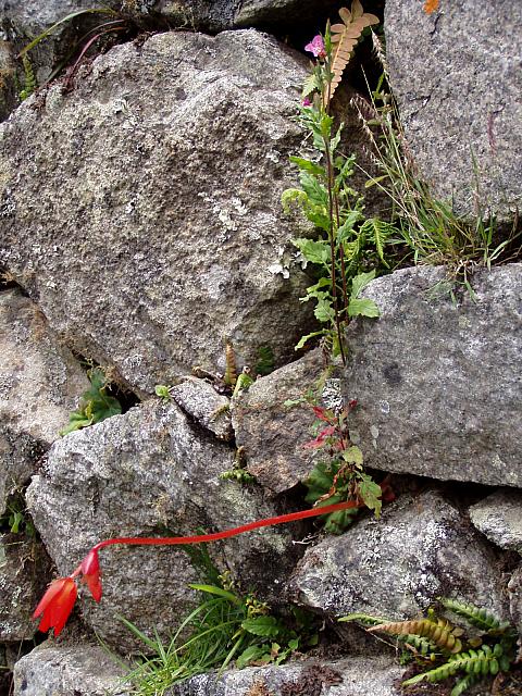 Machu Picchu 20.JPG