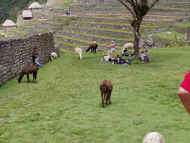 Machu Picchu 28.JPG