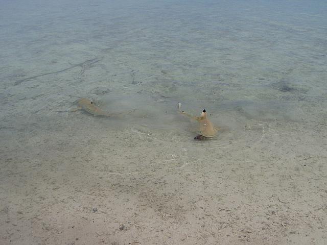 Black-tipped sharks in the shallows.jpg