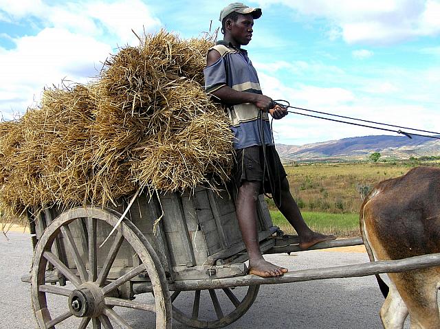 G) Zebu cart driver