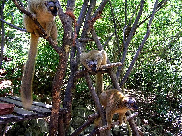 boizil Lemurs 010