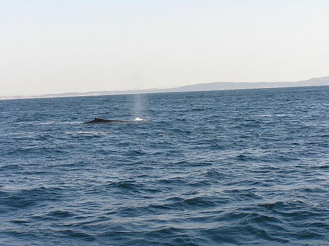 whales going into Richard's Bay