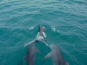 Dolphins at the bow.jpg
