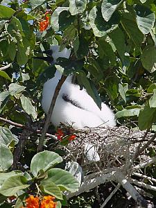 Red Footed Booby Chick.jpg