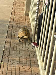 Pet turtle on a stroll.JPG