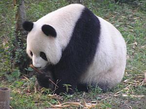 B) Panda 01.JPG