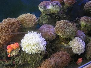 E) Live coral in a tank.JPG