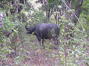 C) water buffalo near camp.jpg