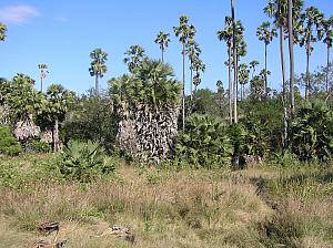 E) palms on Rinca.jpg