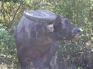 H) water buffalo #2.jpg