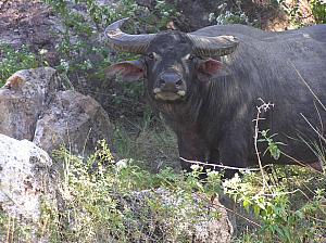 H) water buffalo.jpg