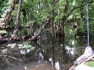 C) Treelodge swamp.jpg
