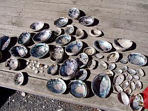 Paua Shells collected near Kaikoura.jpg
