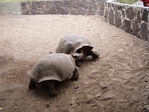 Tortugas of the Galapagos.jpg