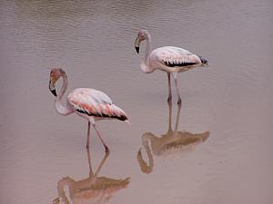 Villamil flamingoes.jpg