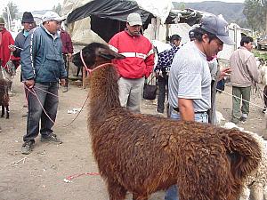 Saquisili - An alpaca for just $70.jpg