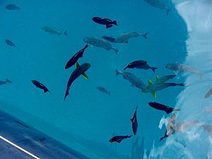 Fish in the clear water anchorage.jpg
