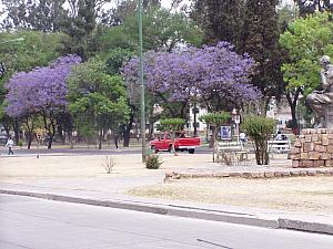 D-Jacaranda in bloom.JPG