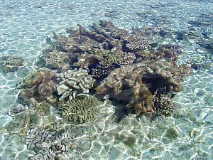 Tahanea - more shallow water coral.jpg