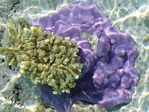 Tahanea shallow water coral.jpg