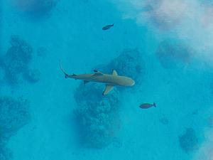 Tahanea shark in 35' of water.jpg