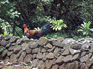 Very old ruins - young roosters.jpg