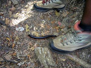 E) Millipede in the park