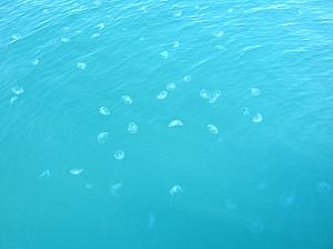 F) Jellyfish in Hellville harbor