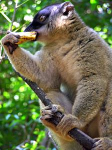 boizil Lemurs 005
