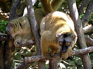 boizil Lemurs 009