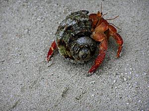 Peros Banhos hermit crab